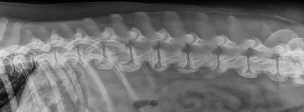 distended-bladder-radiograph2