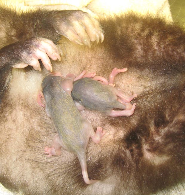 opossumbabies