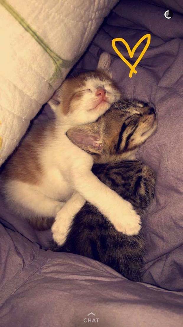 Two kittens finding homes