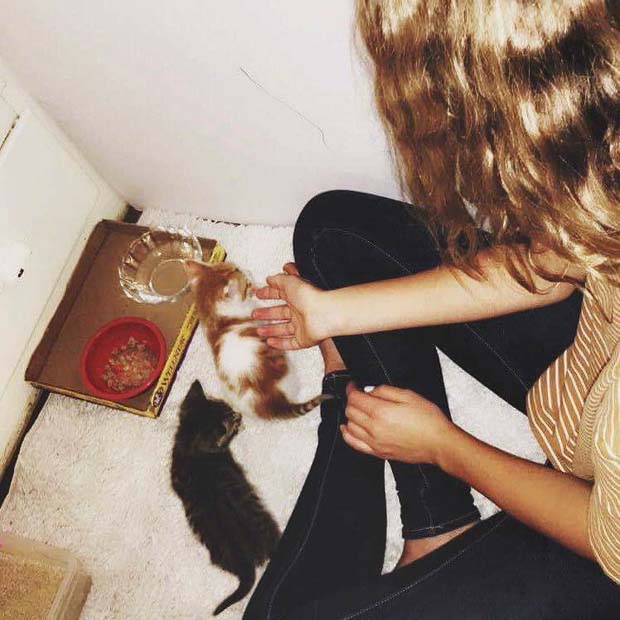 kittens-family