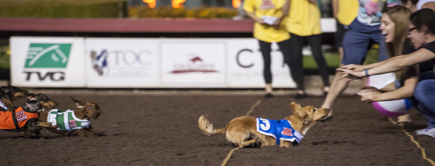 2015 WienerRaces Los Alamitos - Finn wins the championship race courtesy of Los Alamitos Race Course