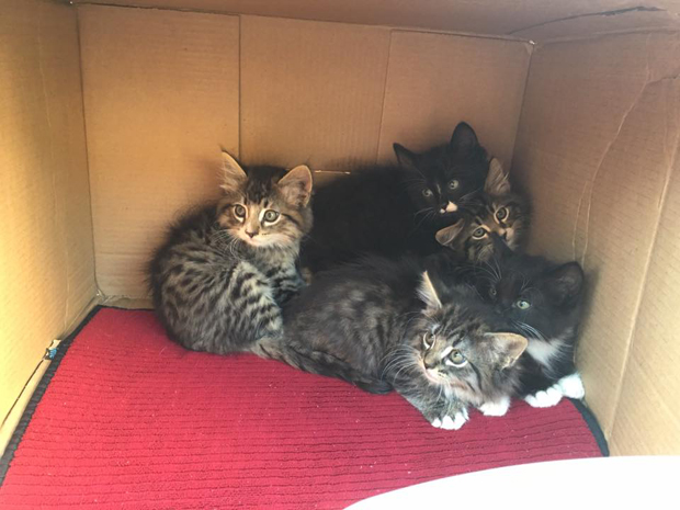 Basement babies