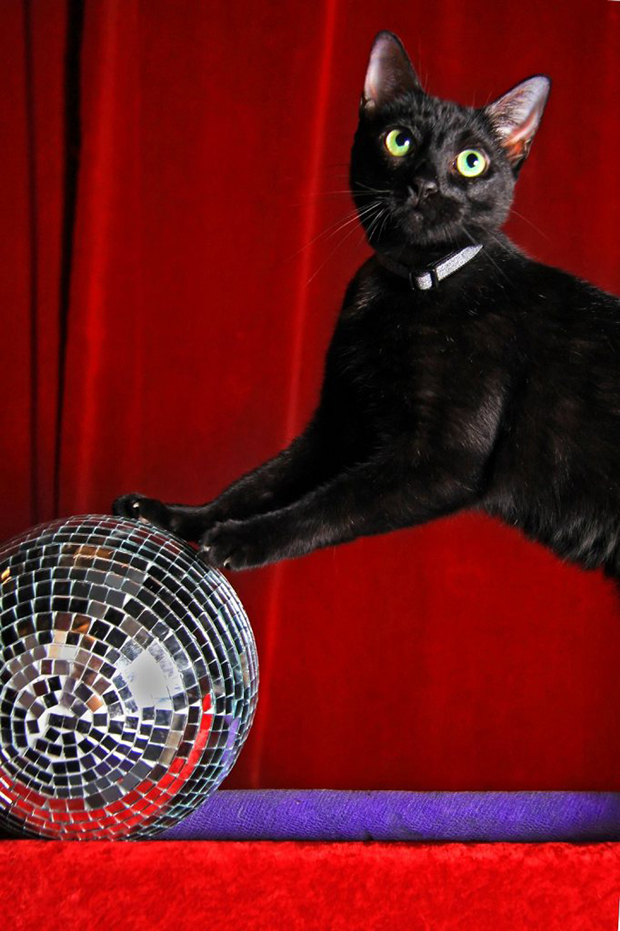 Buggles Disco  ball busy beaver