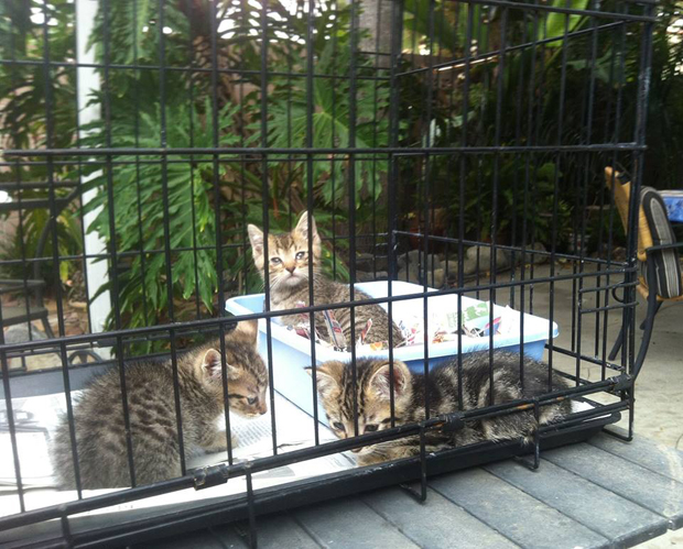First litter of kittens she took