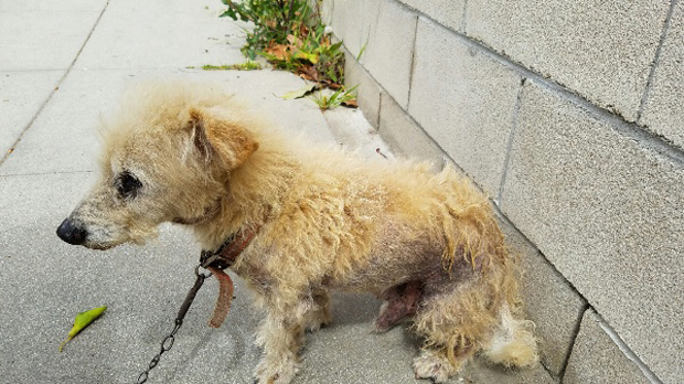 SAmmyDog2