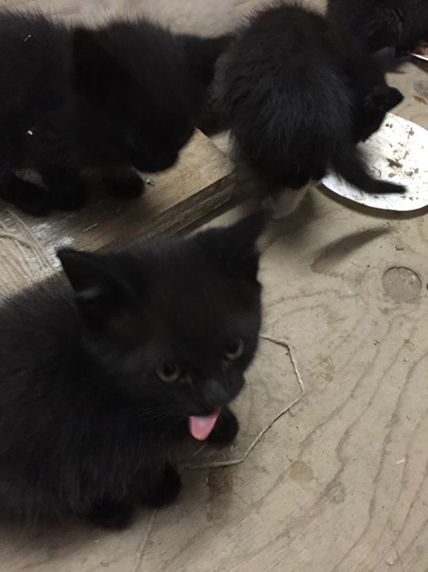 Shoestring Kittens