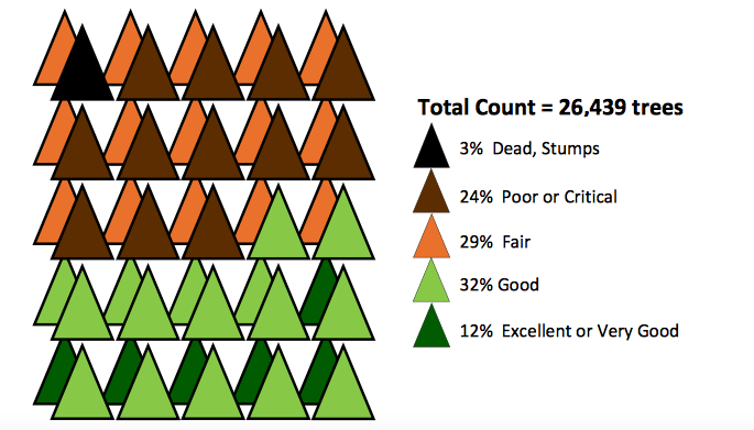 TreeHealhCityAudit