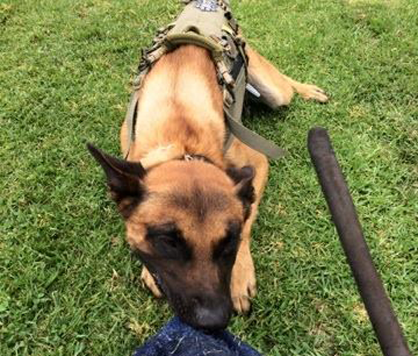 k9-credo