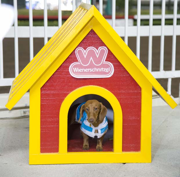 2016 Wienerschnitzel Wiener Nationals Champion Darcy