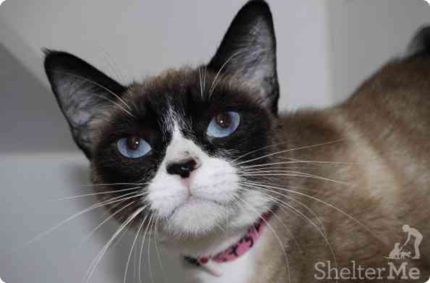 Betsie 6 months A573202