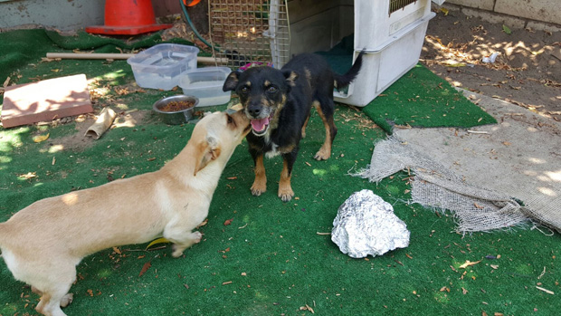 Foster needed