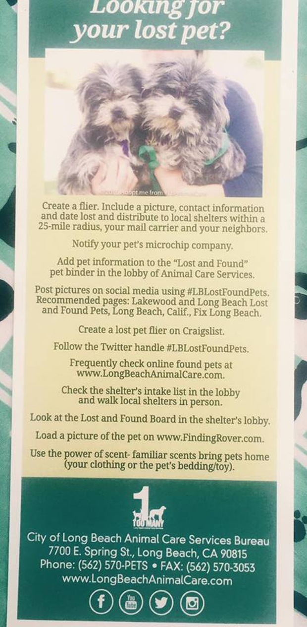 IF you lose your pet