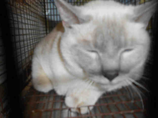 Tess 5 years old 15 pounds A573809