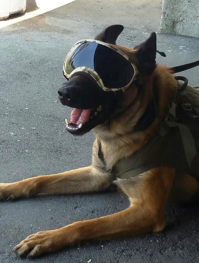 k9 credo photo
