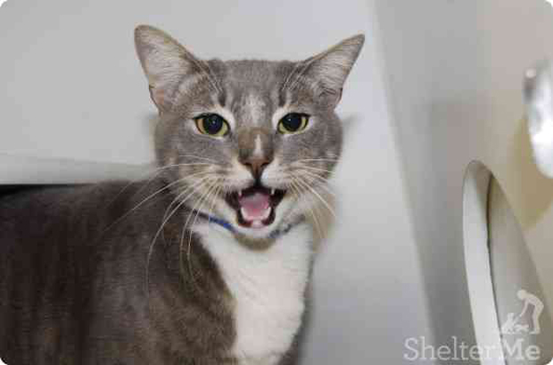 nOAH Slinky guy affectionate 2 years old A573085