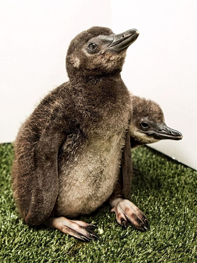 penguinchick1