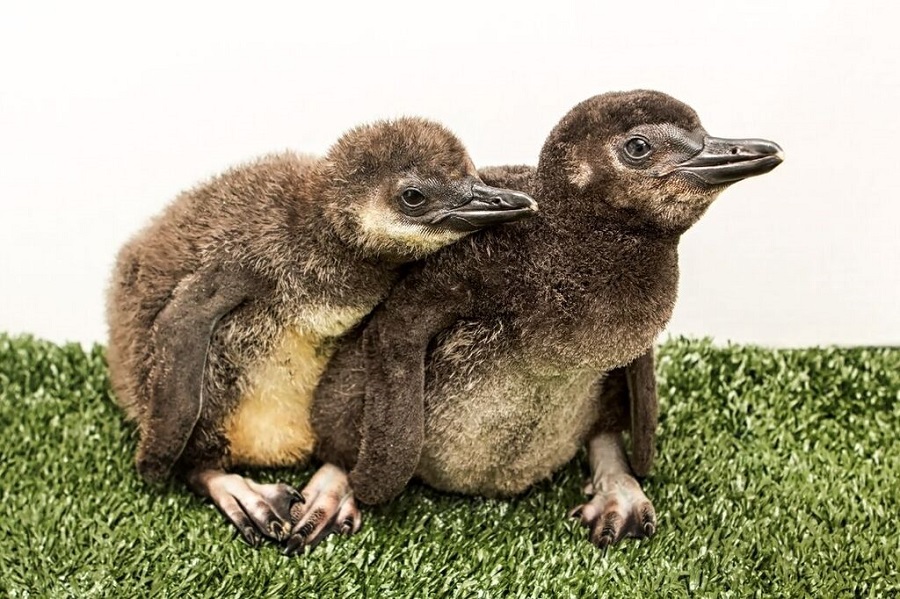 penguinchick2