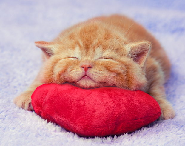 PillowKitten