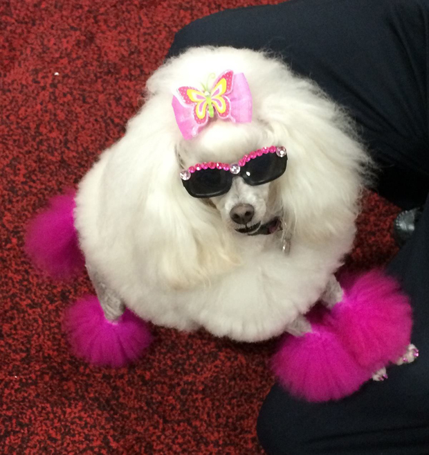 Toy breeds 1