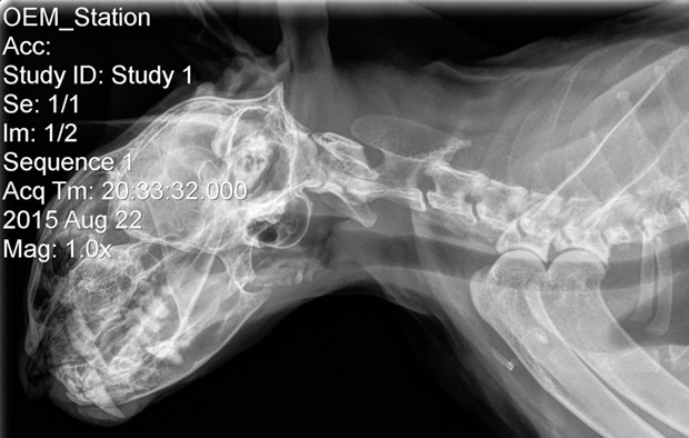 Feline Cervical Spine and Skull