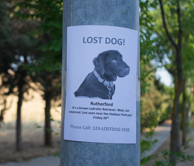 Lost dogPosterROMANRDGZ