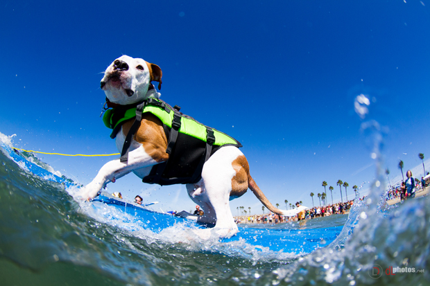 SurfCitySurfDog2015-Photo by Dominique Labrecque - Copy