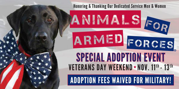 AFAF VeteransDay Nov2016 WebNews 600x300-1-e1477336902986