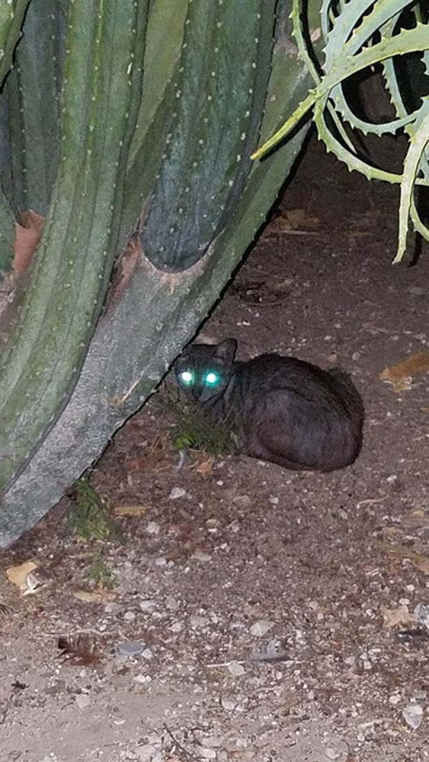 Cactus Cat Jaden