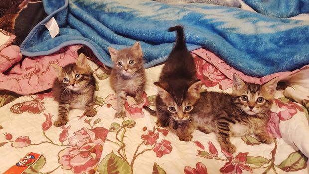FErals can be adopted