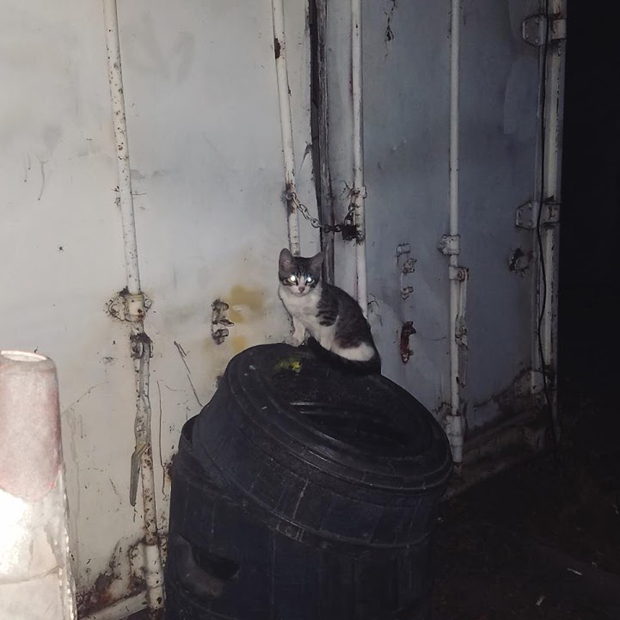 Jaden cat on can