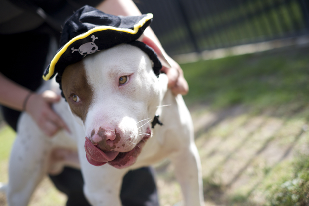 Popeye Oct. 20 Pet of the WEek