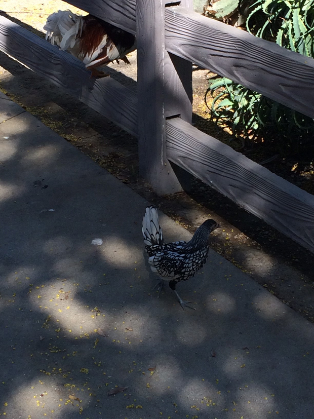 Thats Fowl