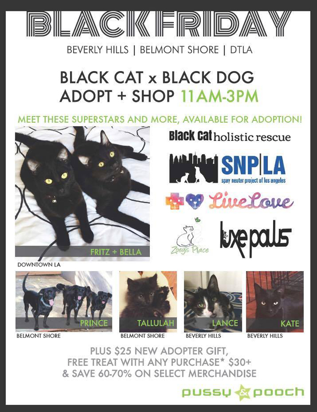 Black Friday cats