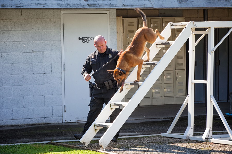 Ofc. M. Parcells and Storm - Obstacle
