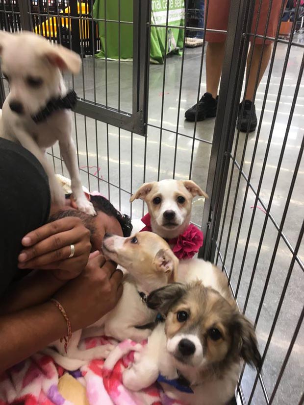 Puppies