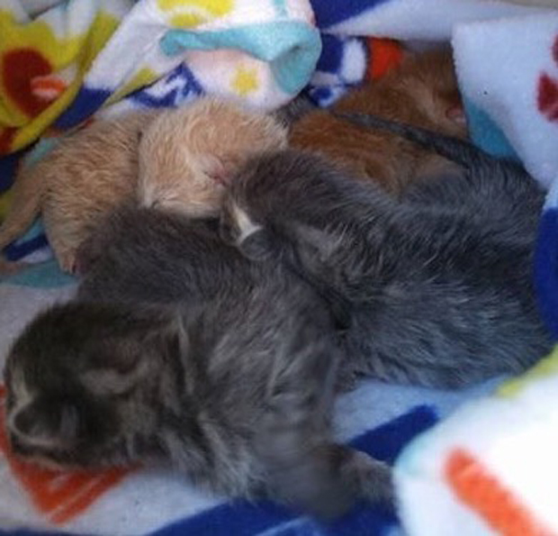 Zazzy Cats bottle babies