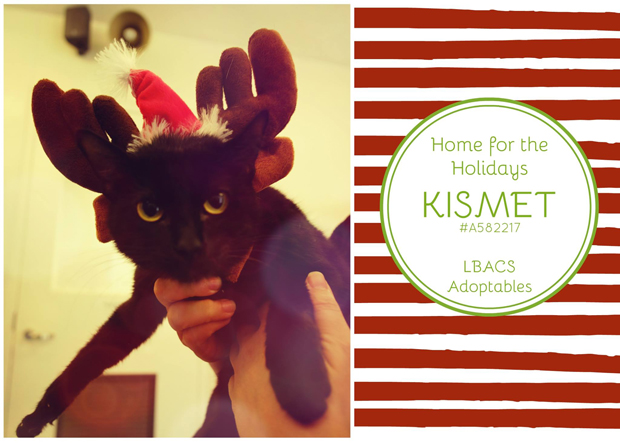 Kismet