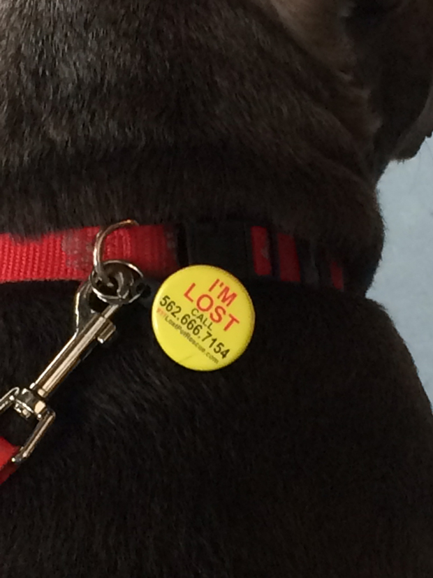 Larrys Find Rover pet tag