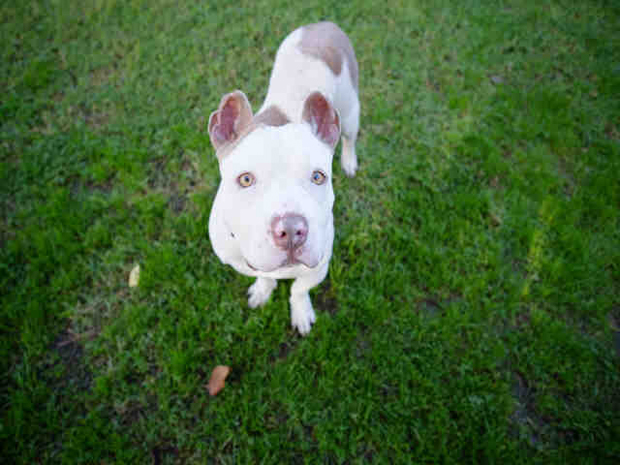 Magoo