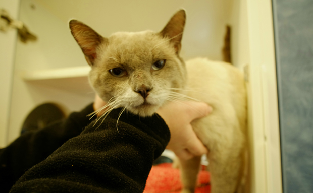 Rudy December 29 Pet of the Week