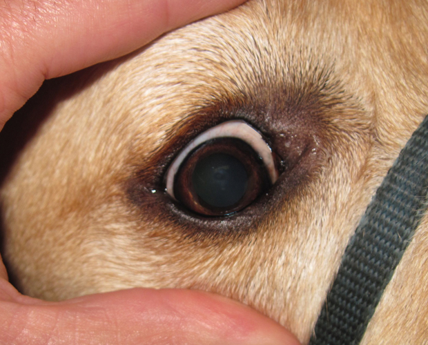 pupil