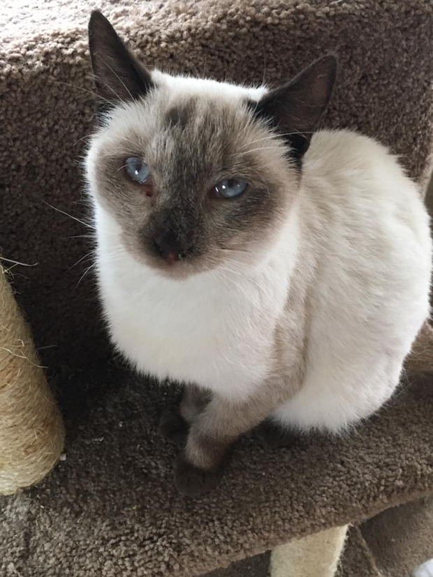 Athena