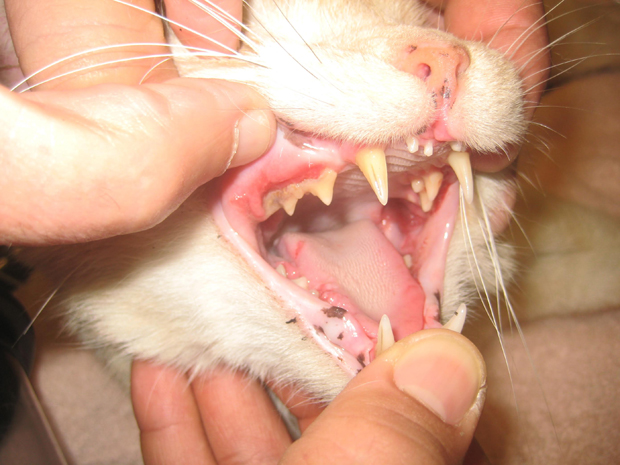 Check tongue and mouth for ulcers