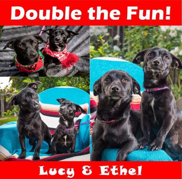 Lucy and Ethel