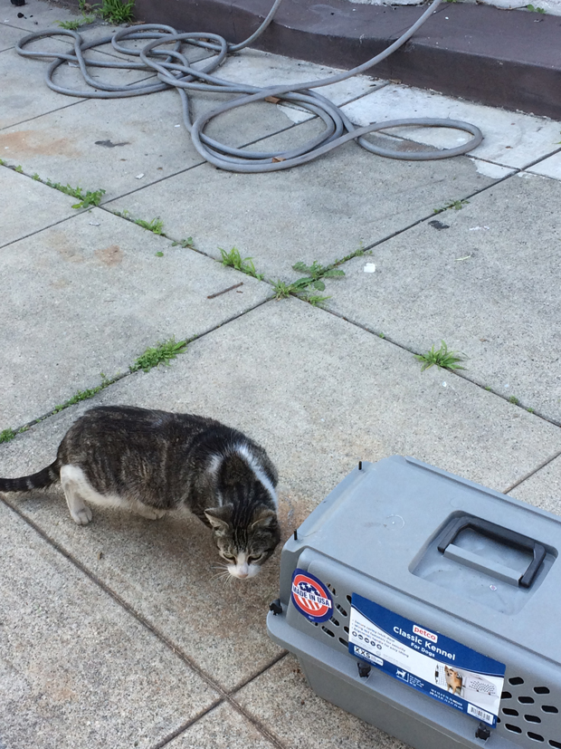 Mama looking at carrier