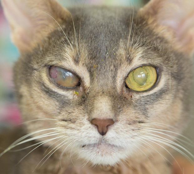 Scarring of eyes