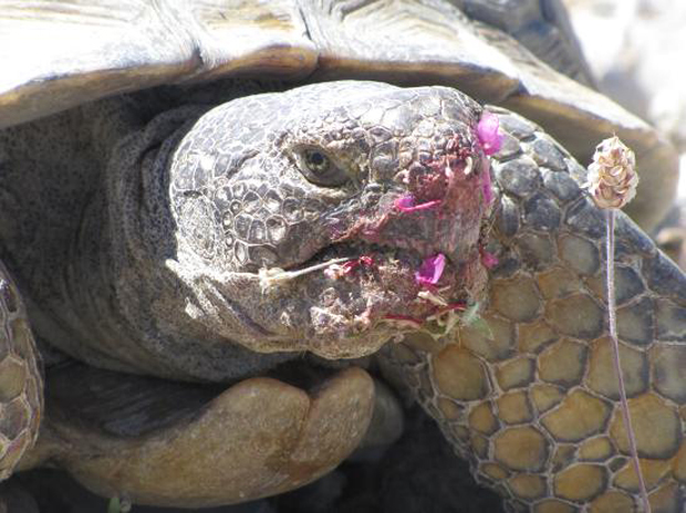 Tortoise
