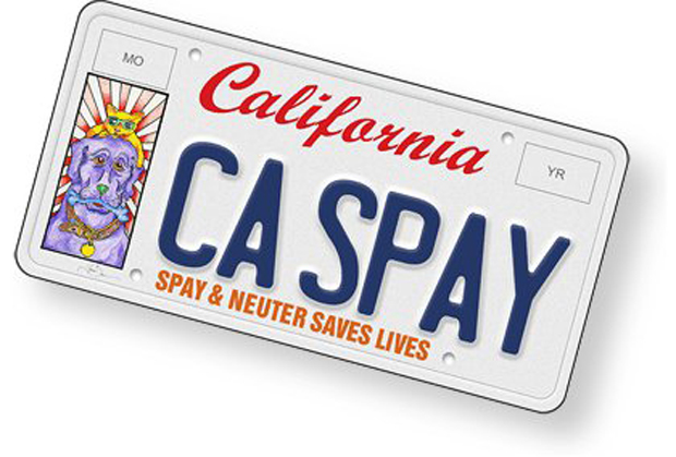 CA SPAY