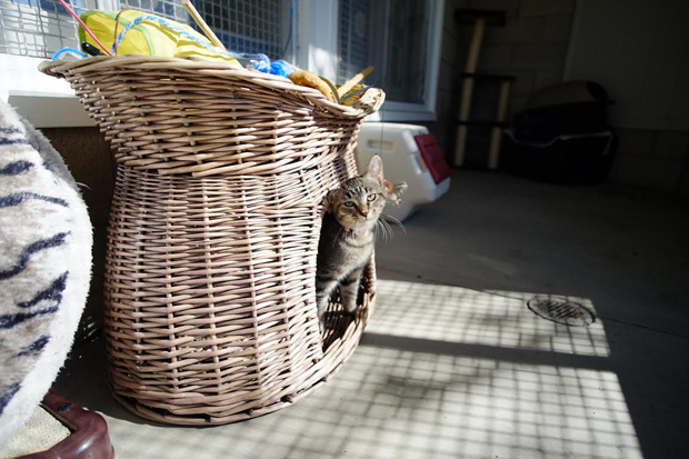 Catio