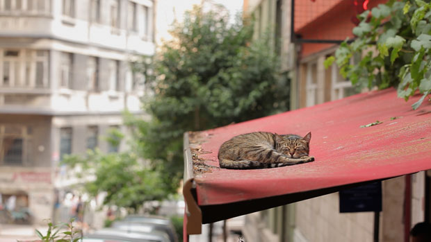 3 - A Scene from KEDI
